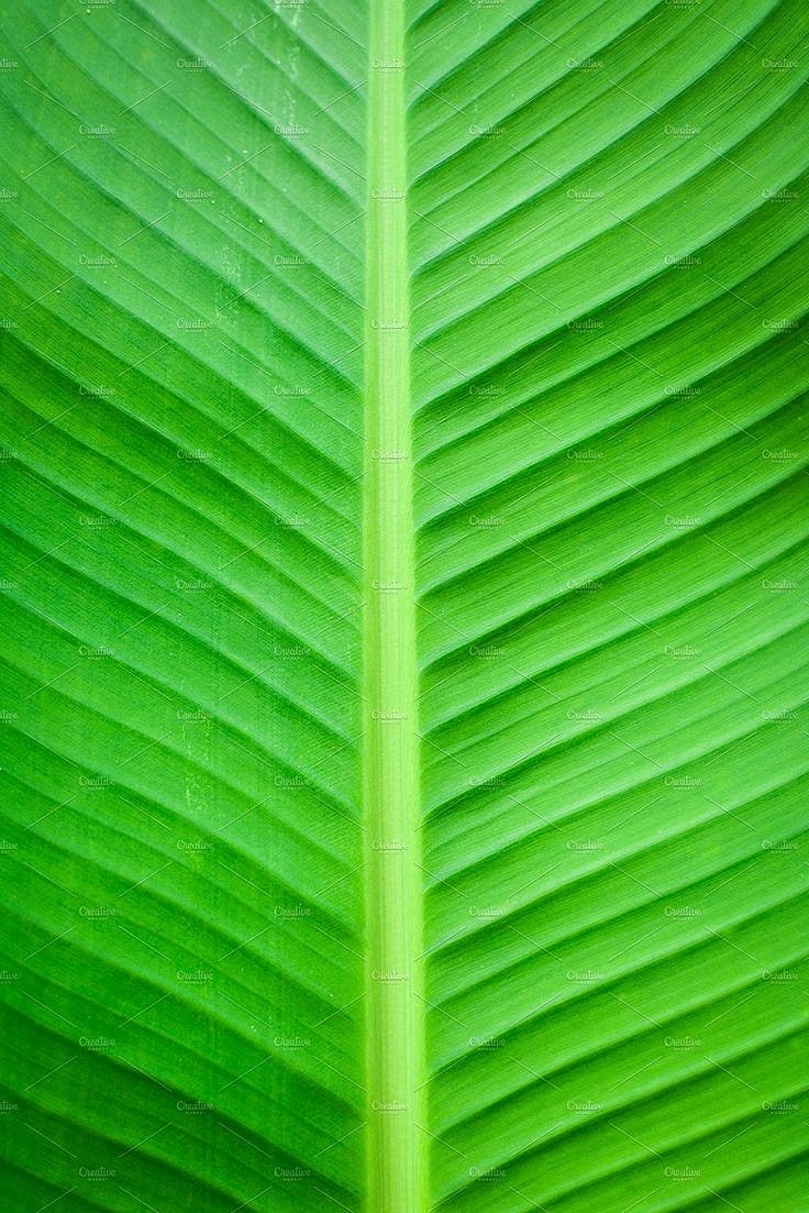 Close-up of a vibrant green leaf texture.