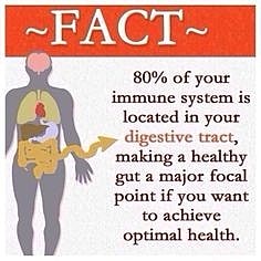 A Healthy Gut = A Smaller Gut - Image 2