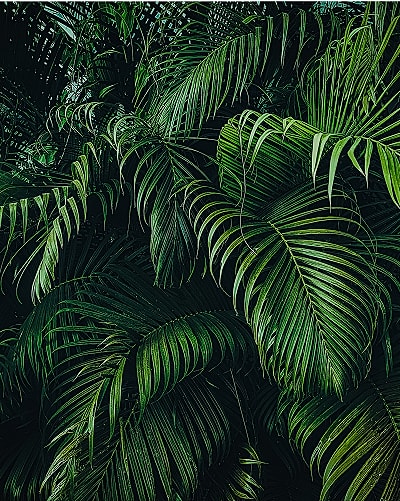 Lush green palm leaves close-up.