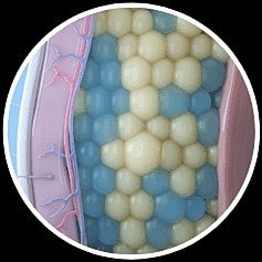 Is New Always Better? Why You Should Stick to Original CoolSculpting - Image 2