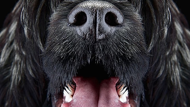 What to Do When You're Allergic to Your Dog