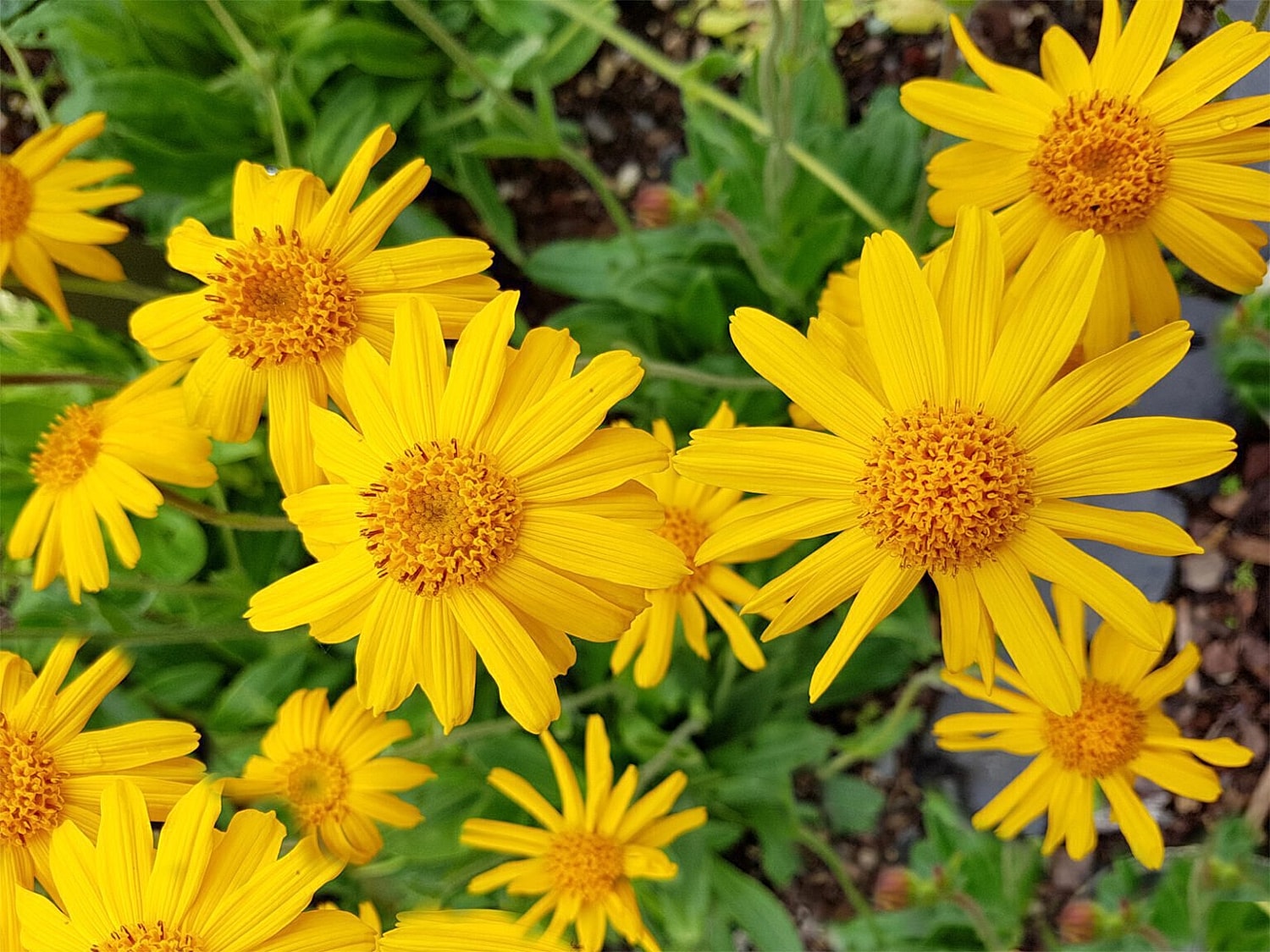 Arnica flowers