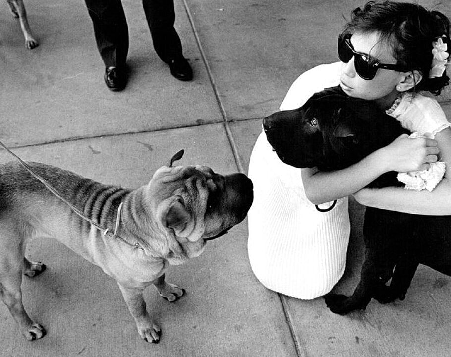 Dog with wrinkles in front of woman holding a dog