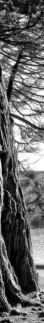 Black and white tree trunk with textured bark.