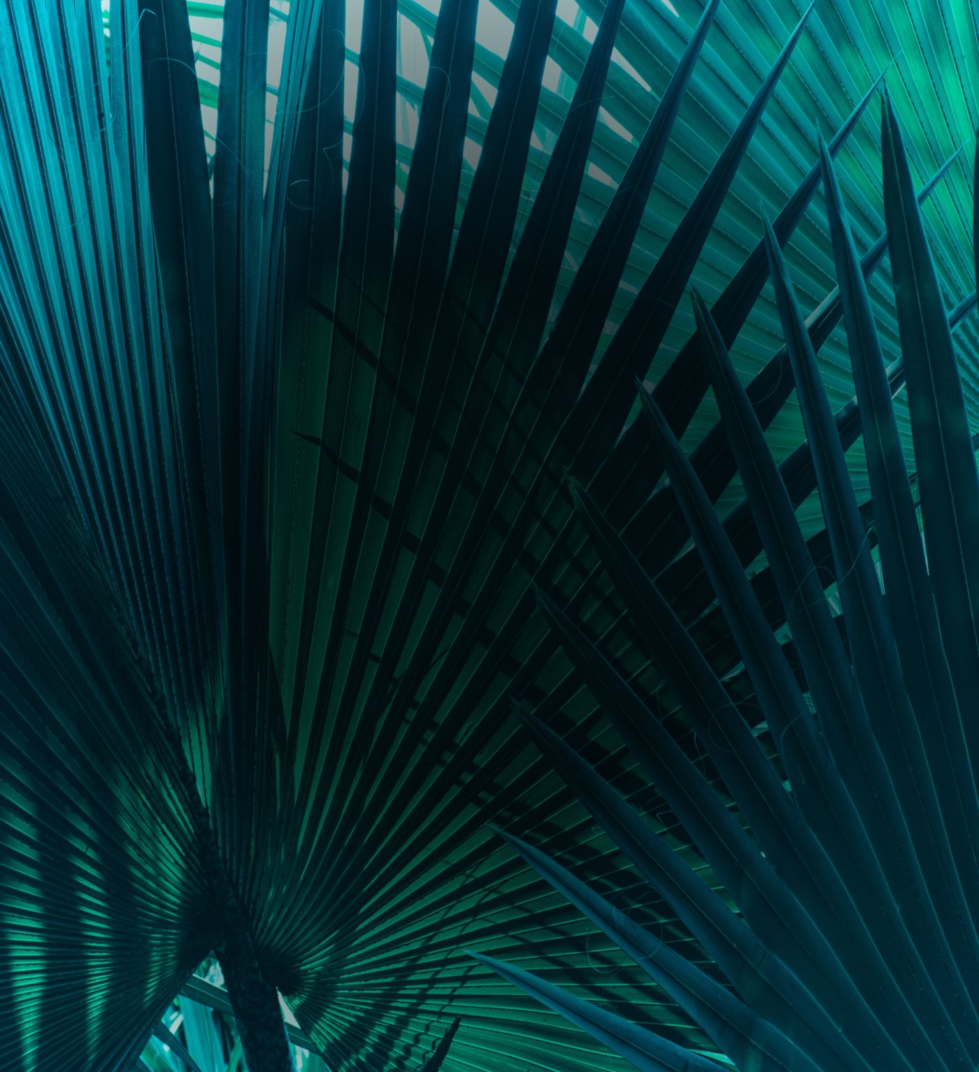 Close-up of dark green palm leaves.